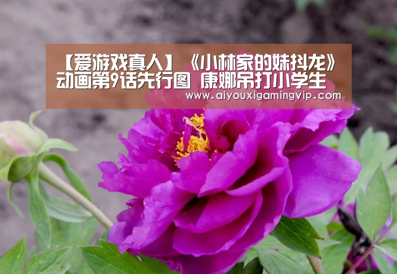 爱游戏娱乐