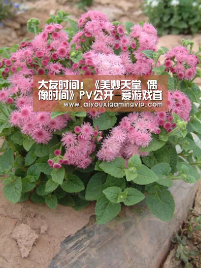 大友时间!《美妙天堂 偶像时间》PV公开-爱游戏直播(图2) 爱游戏直播